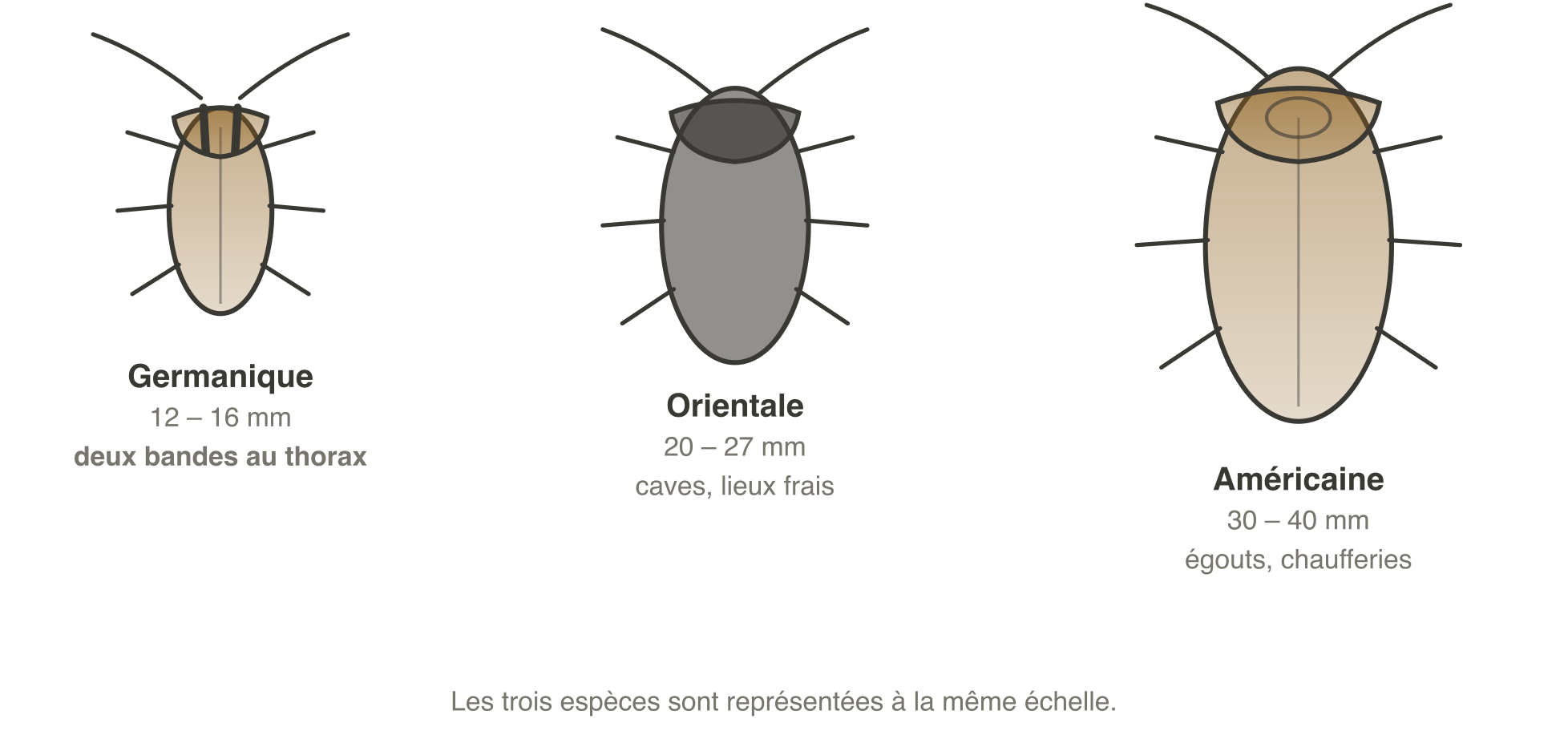 Les trois espèces de blattes à la même échelle : la blatte germanique mesure 12 à 16 millimètres et porte deux bandes sombres parallèles sur le thorax, la blatte orientale 20 à 27 millimètres et son aspect est noir luisant, la blatte américaine 30 à 40 millimètres avec de grandes ailes brun-roux.