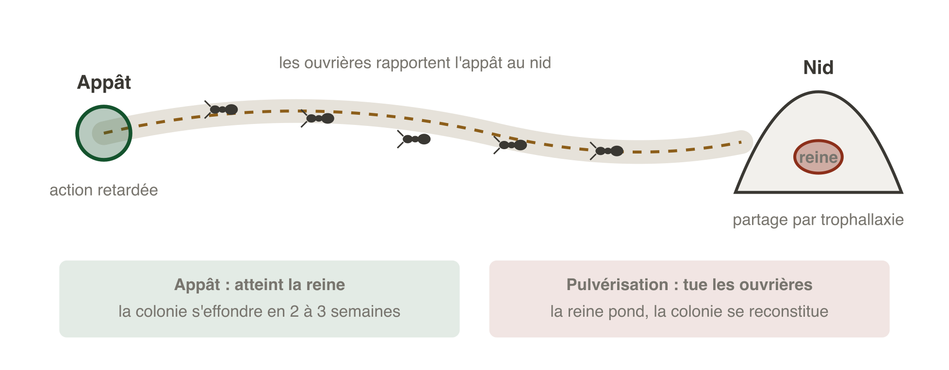 Principe de l'appât contre les fourmis : les ouvrières emportent l'appât jusqu'au nid et le partagent avec la colonie par trophallaxie, atteignant la reine. Une pulvérisation d'insecticide ne tue que les ouvrières visibles, sans jamais atteindre la reine, et la colonie se reconstitue.