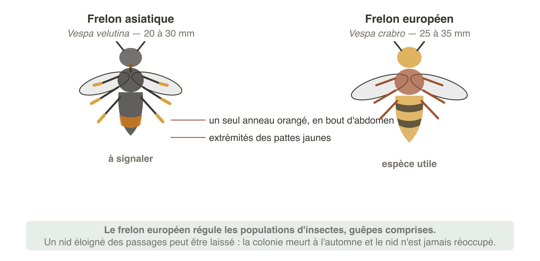 Comparaison entre le frelon asiatique et le frelon européen. Le frelon asiatique mesure 20 à 30 millimètres, il est très sombre avec un seul large anneau orangé en fin d'abdomen et des extrémités de pattes jaunes. Le frelon européen mesure 25 à 35 millimètres, il est jaune et roux, d'aspect nettement plus clair, et c'est une espèce indigène utile.