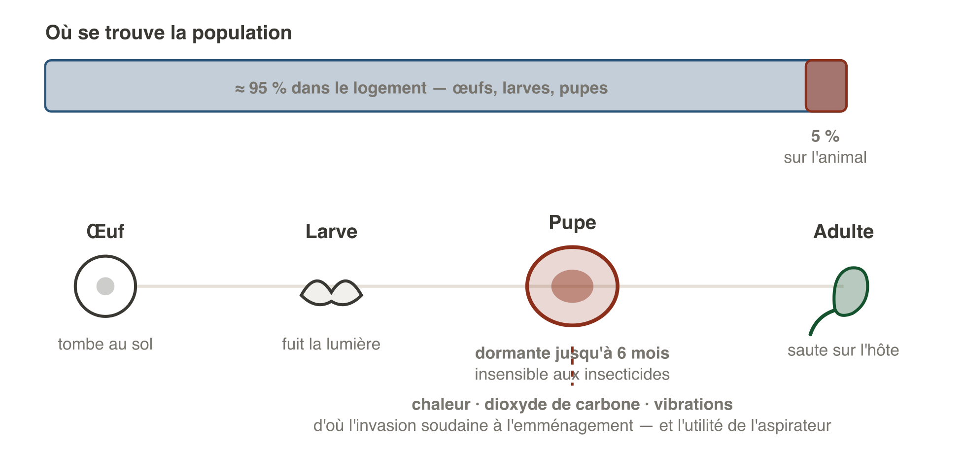 Cycle de la puce du chat : environ 95 pour cent de la population se trouve dans le logement sous forme d'œufs, de larves et de pupes, et seulement 5 pour cent sur l'animal sous forme d'adultes. La pupe, protégée par son cocon, est insensible aux insecticides et peut rester dormante jusqu'à six mois ; son éclosion est déclenchée par la chaleur, le dioxyde de carbone et les vibrations.