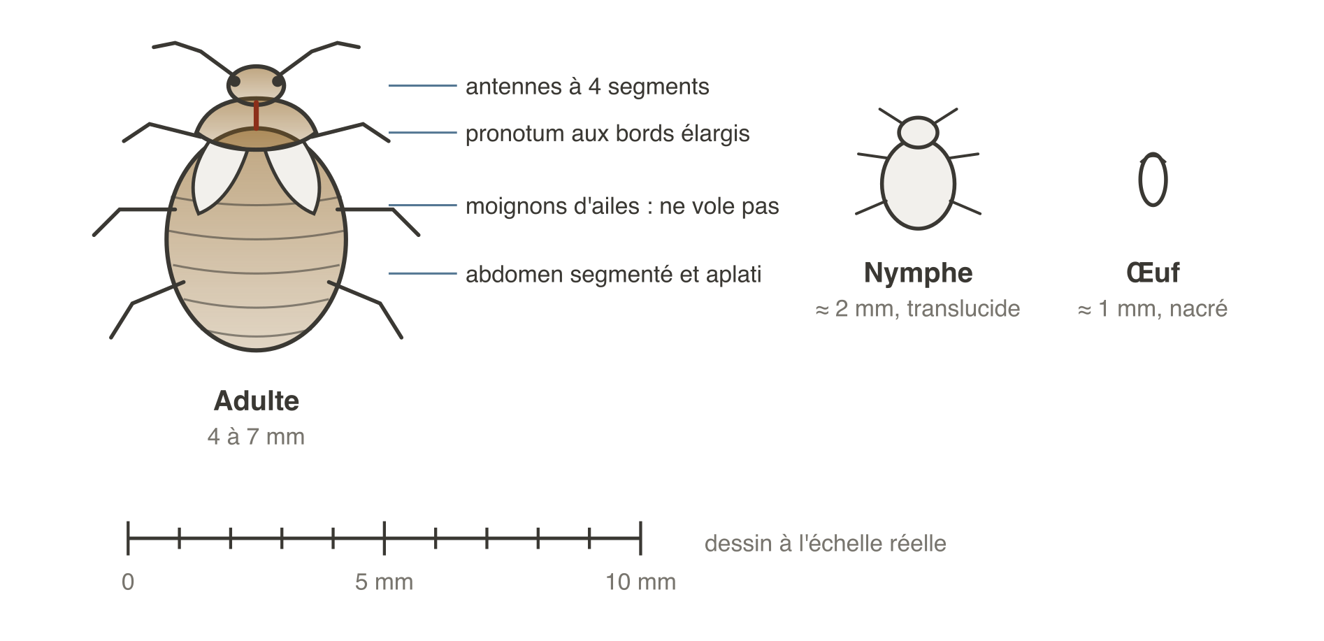 Planche d'identification : punaise de lit adulte de 5 mm vue de dessus, avec ses antennes à quatre segments, son pronotum élargi, ses moignons d'ailes et son abdomen segmenté ; à côté, une nymphe de 2 mm et un œuf de 1 mm, tous à la même échelle, sous une règle graduée en millimètres.