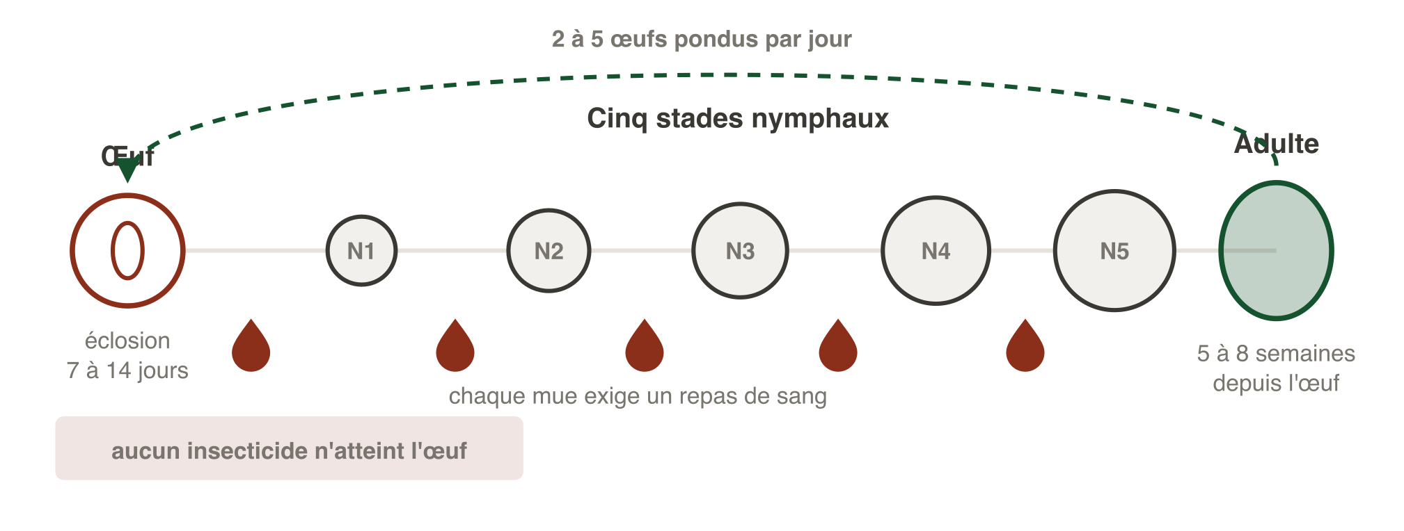 Cycle de vie de la punaise de lit : un œuf éclôt en 7 à 14 jours, puis l'insecte traverse cinq stades nymphaux, chacun exigeant un repas de sang, avant d'atteindre l'âge adulte en 5 à 8 semaines. La femelle adulte pond 2 à 5 œufs par jour. L'œuf est insensible aux insecticides, ce qui impose un second passage à quatorze jours.