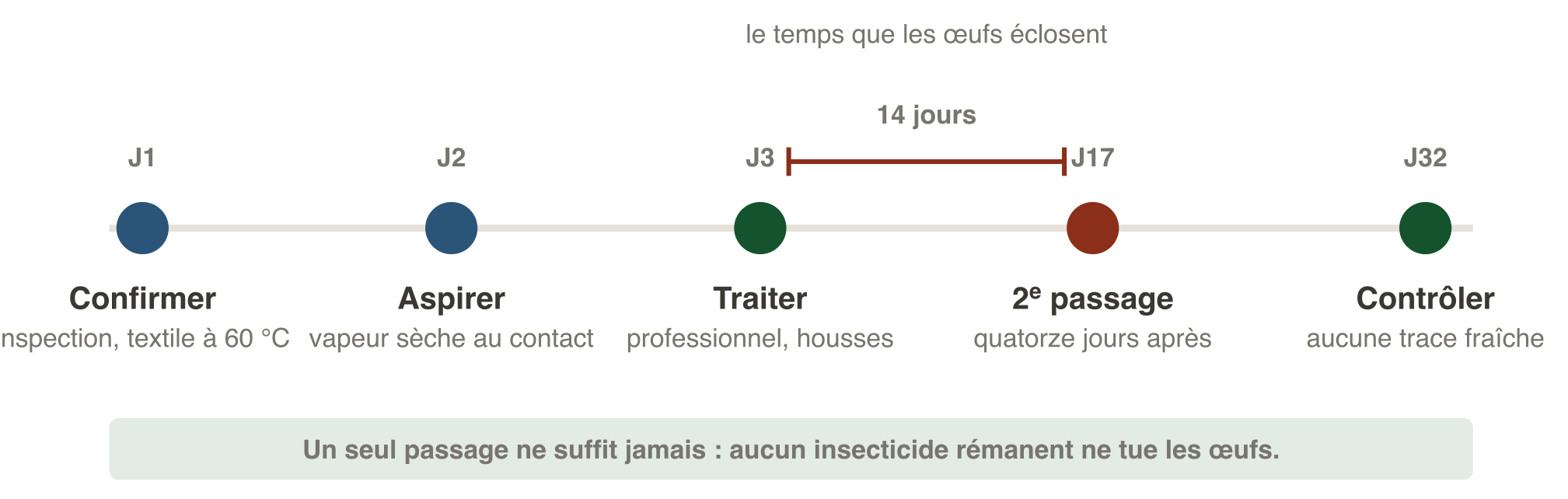 Frise du protocole contre les punaises de lit : jour 1 confirmer et isoler le textile, jour 2 aspirer et traiter à la vapeur, jour 3 appeler un professionnel et poser les housses, jour 17 second passage quatorze jours après le premier, jour 32 contrôle final. Quatre semaines sans trace fraîche signent la fin de l'infestation.