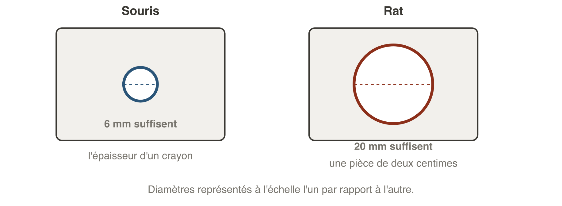Ouvertures minimales de passage : une souris passe par un trou de 6 millimètres, soit l'épaisseur d'un crayon ; un rat par un trou de 20 millimètres, soit le diamètre d'une pièce de deux centimes. Tout interstice supérieur doit être colmaté à la laine d'acier ou au grillage métallique.
